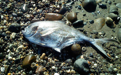 Dead fish on shore -- double whammy for our waters
