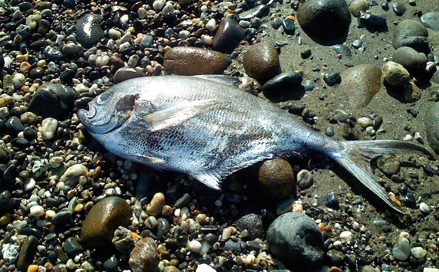 fish-dead-shore