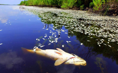 degrading freshwater, dead fish