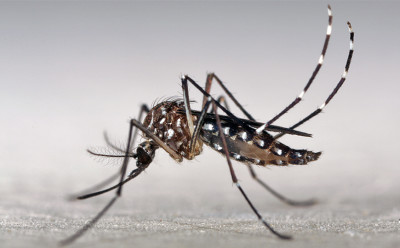 Mosquito causing the Zika virus in El Salvador and Puerto Rico