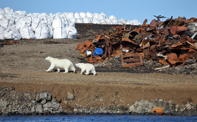 Polar bears surrounded by pollution