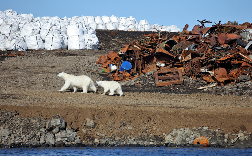 pollution-polar-bears-zanskar