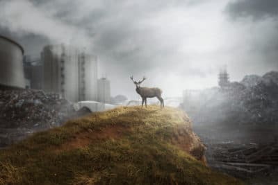 mass extinction take action