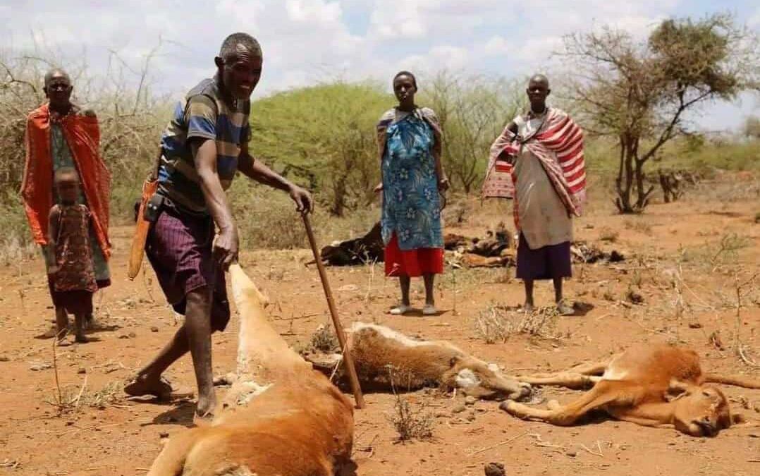 Children of Amboseli Suffering in the Climate Crisis Drought: Take Action