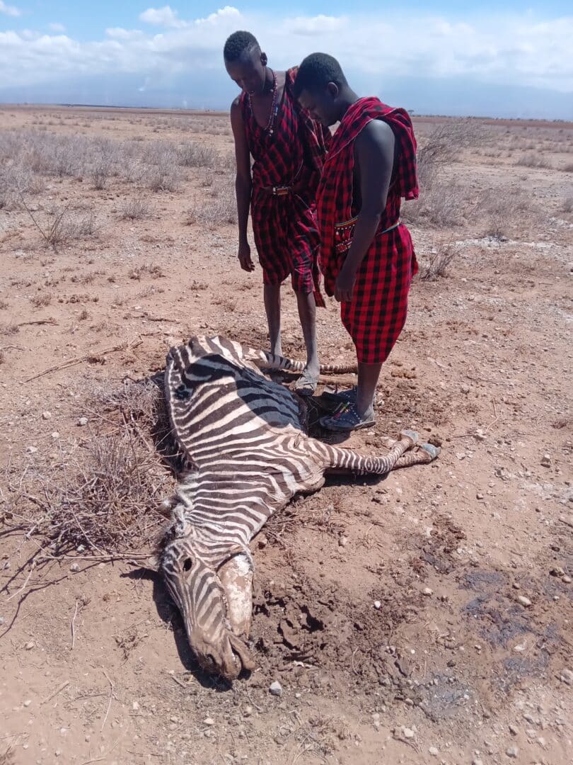 Drought in the Amboseli.