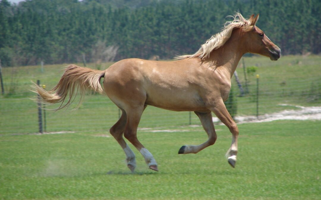 Galiceño_Horse,__Diosa_de_Oro_