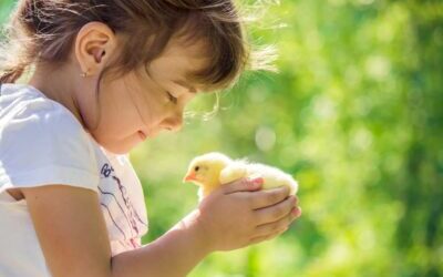 An Open Letter to Mercy for Animals: Ensuring On Balance Public Interest Assessment and Reporting