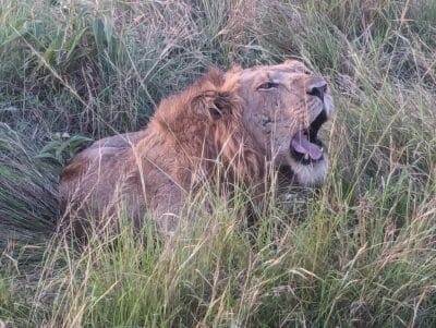 A male lion with a brown mane lies in tall grass, mouth open as if roaring or panting, surrounded by green vegetation.