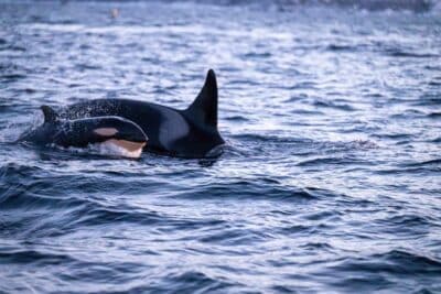 A baby orca swims closely beside an adult orca in the ocean, with gentle waves surrounding them and sunlight reflecting off the water.